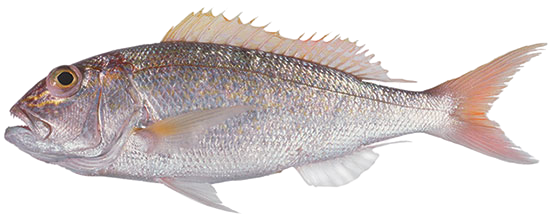Gold Band Snapper Whole - 1,5 kg